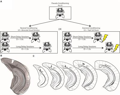 Visual Cues Predictive of Behaviorally Neutral Outcomes Evoke Persistent but Not Interval Timing Activity in V1, Whereas Aversive Conditioning Suppresses This Activity